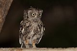 Eastern Screech-Owl